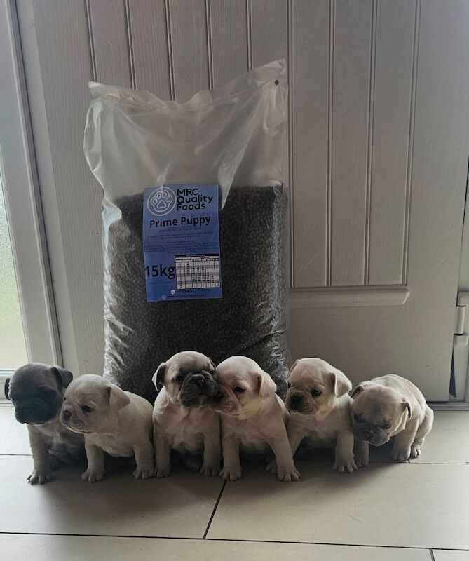 French Bulldog puppies for sale in Newtownabbey – KC registered, 1 year old - Image 3 of 12
