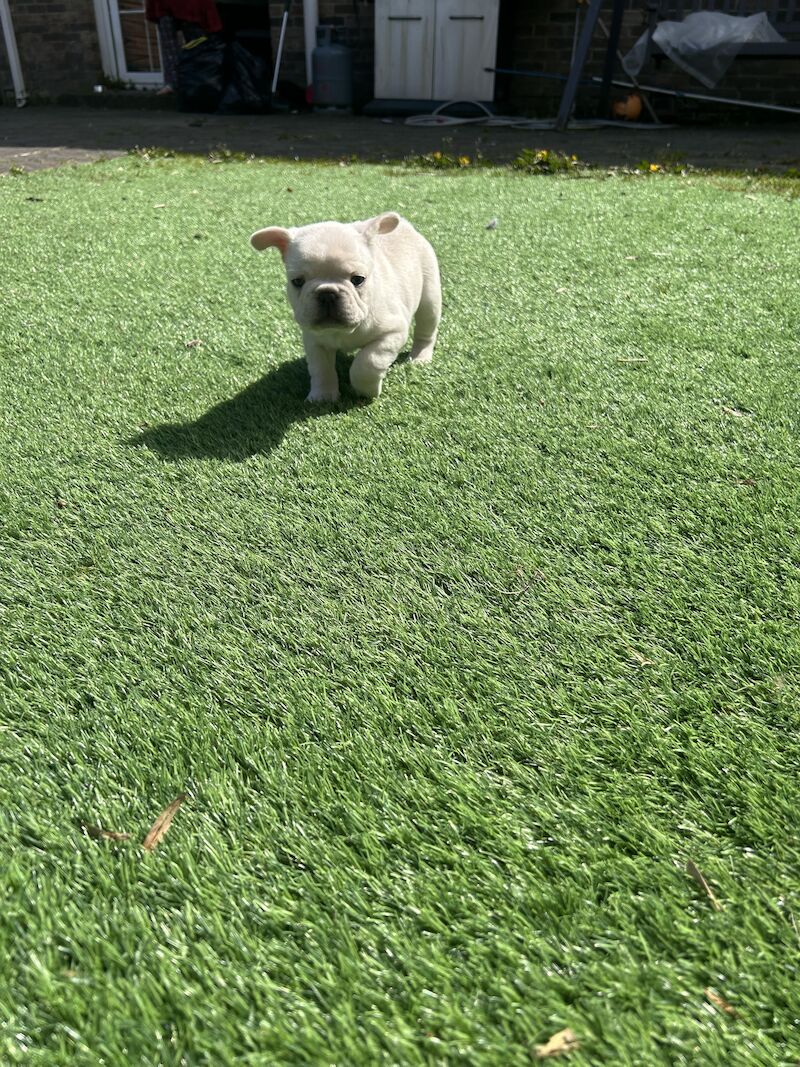 French Bulldog puppies for sale in Newtownabbey – KC registered, 1 year old - Image 4 of 12