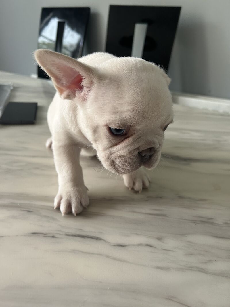 French Bulldog puppies for sale in Newtownabbey – KC registered, 1 year old - Image 5 of 12