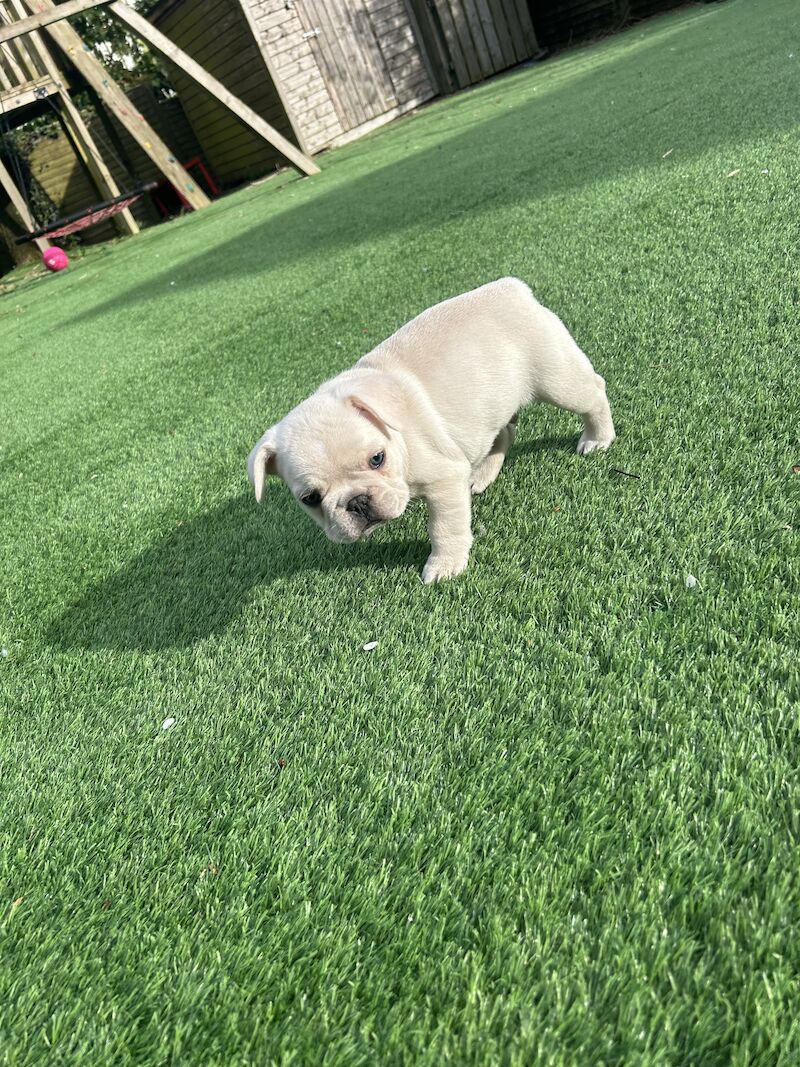 French Bulldog puppies for sale in Newtownabbey – KC registered, 1 year old - Image 6 of 12