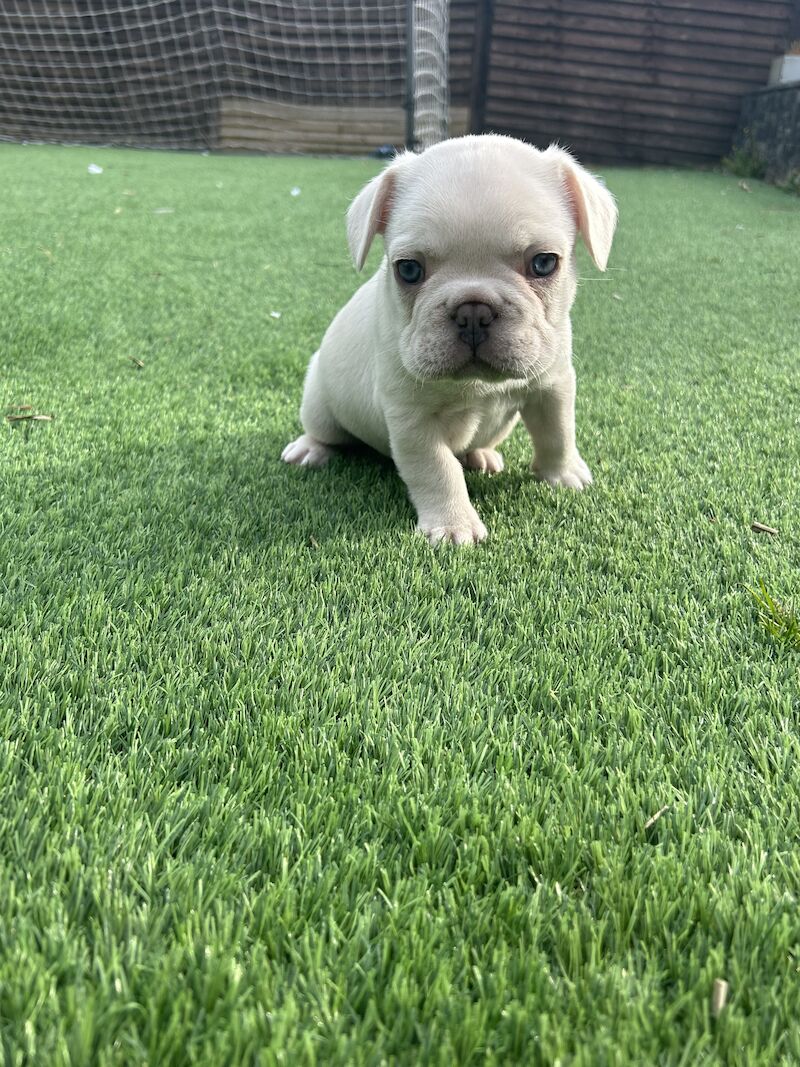 French Bulldog puppies for sale in Newtownabbey – KC registered, 1 year old - Image 7 of 12