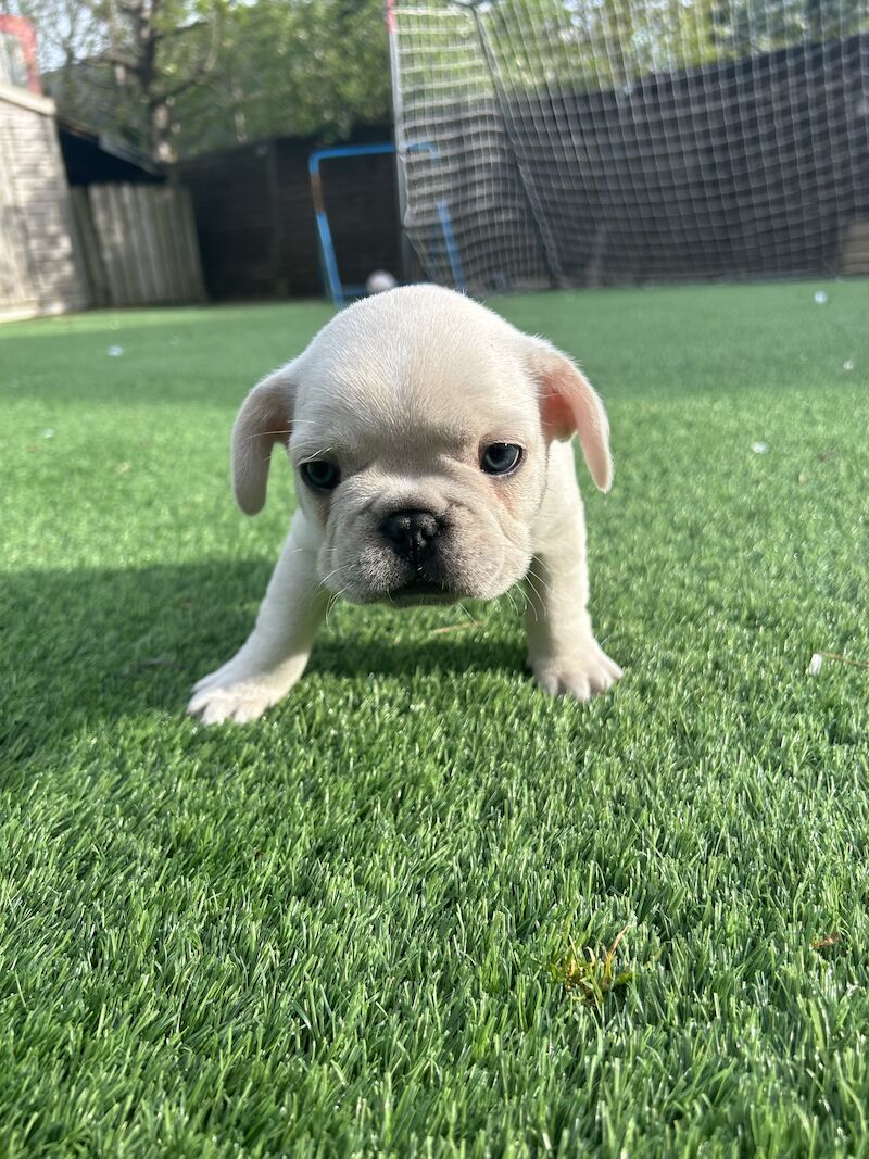 French Bulldog puppies for sale in Newtownabbey – KC registered, 1 year old - Image 8 of 12