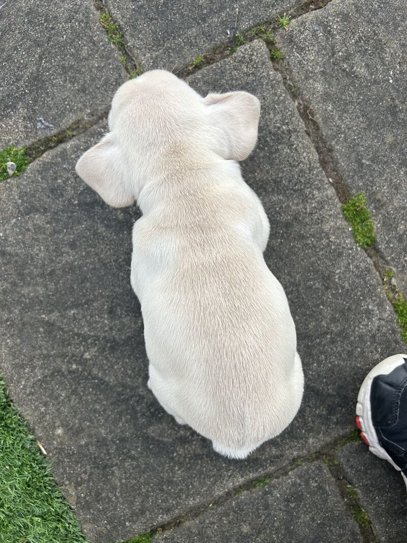 French Bulldog puppies for sale in Newtownabbey – KC registered, 1 year old - Image 9 of 12