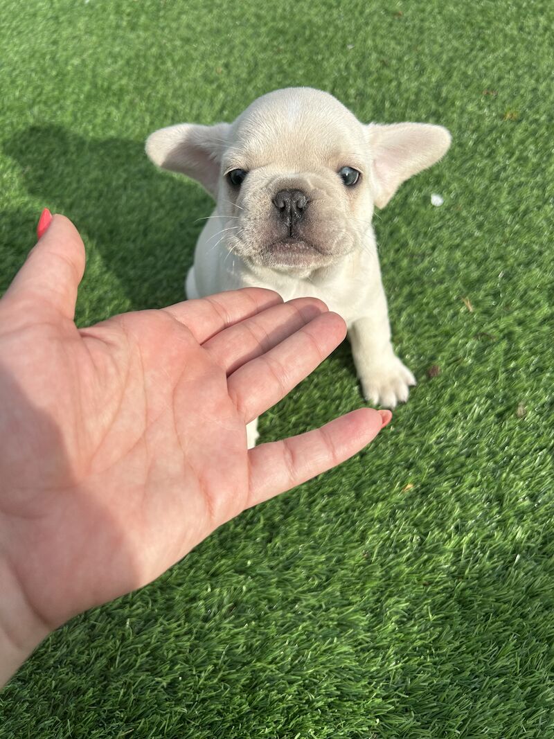 French Bulldog puppies for sale in Newtownabbey – KC registered, 1 year old - Image 11 of 12