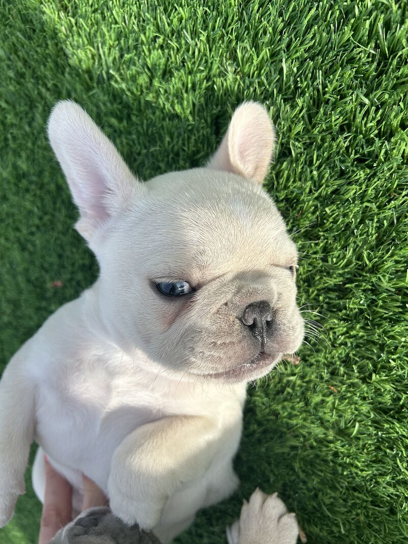 French Bulldog puppies for sale in Newtownabbey – KC registered, 1 year old - Image 12 of 12
