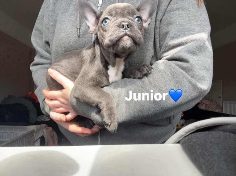 3 x frenchie remaining