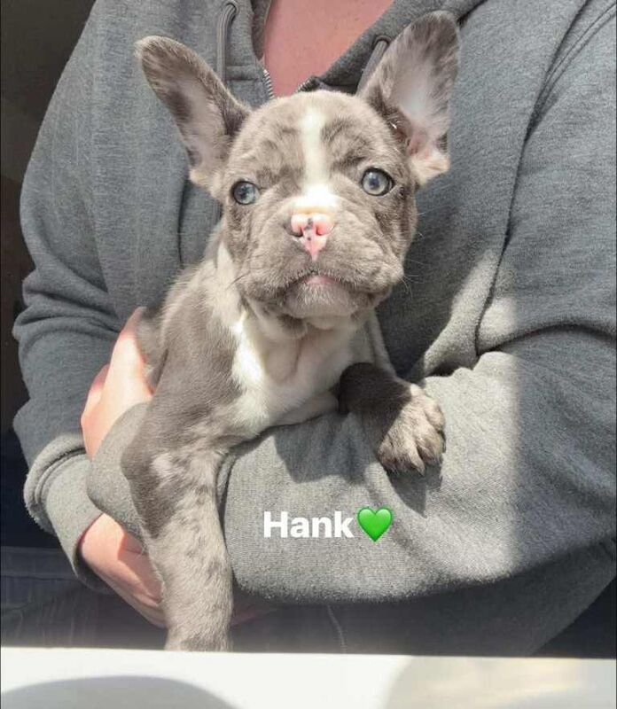 3 x frenchie remaining - Image 2 of 3
