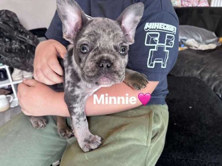 3 x frenchie remaining - Image 3 of 3