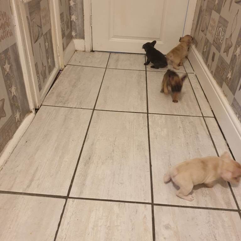 French Bulldog puppies for sale in Derby, Derbyshire – 6 weeks old