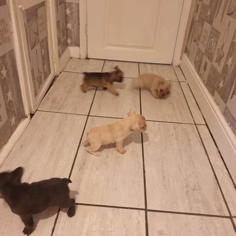 French Bulldog puppies for sale in Derby, Derbyshire – 6 weeks old - Image 2 of 4