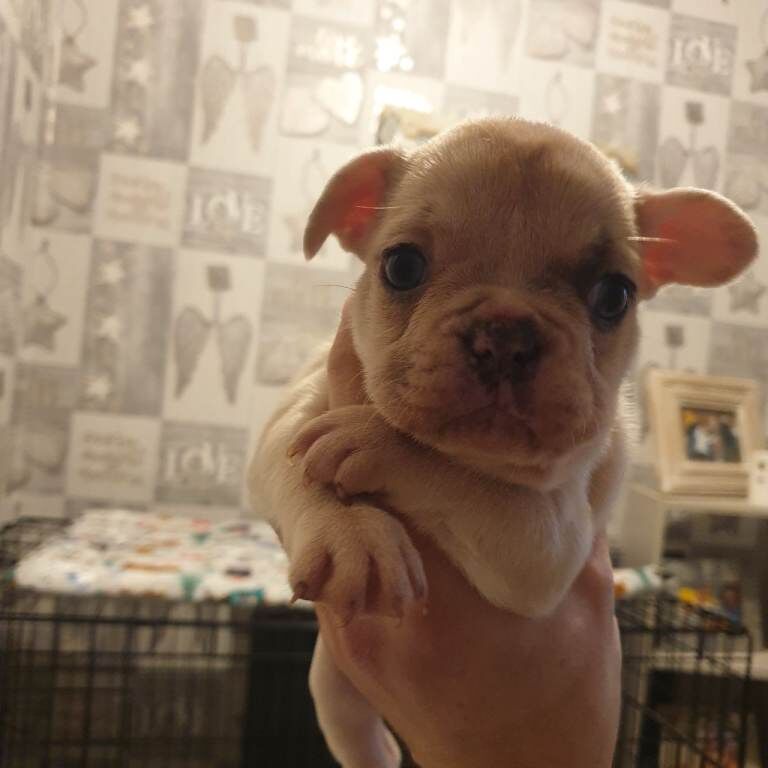 French Bulldog puppies for sale in Derby, Derbyshire – 6 weeks old - Image 3 of 4