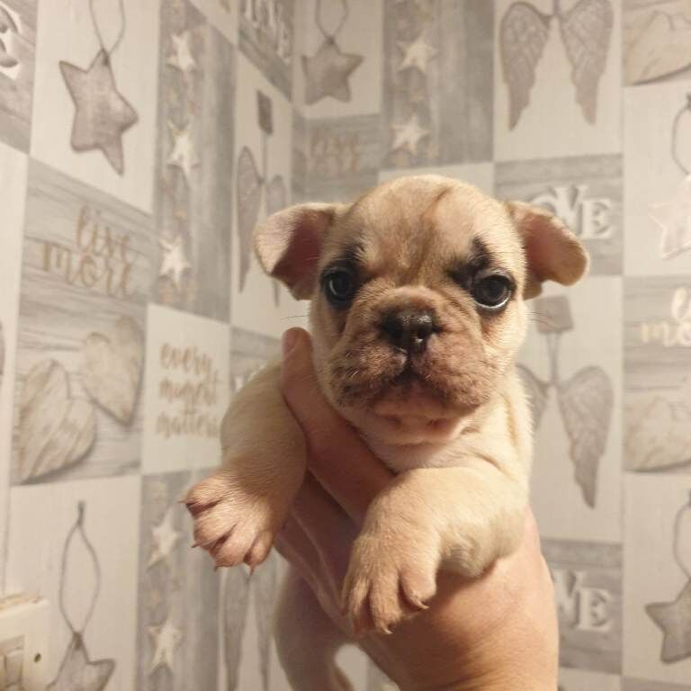 French Bulldog puppies for sale in Derby, Derbyshire – 6 weeks old - Image 4 of 4