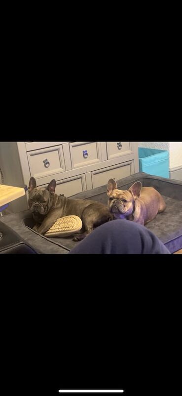 3 year old Female Frenchie 2 year old Male Frenchie for sale in Malton, North Yorkshire