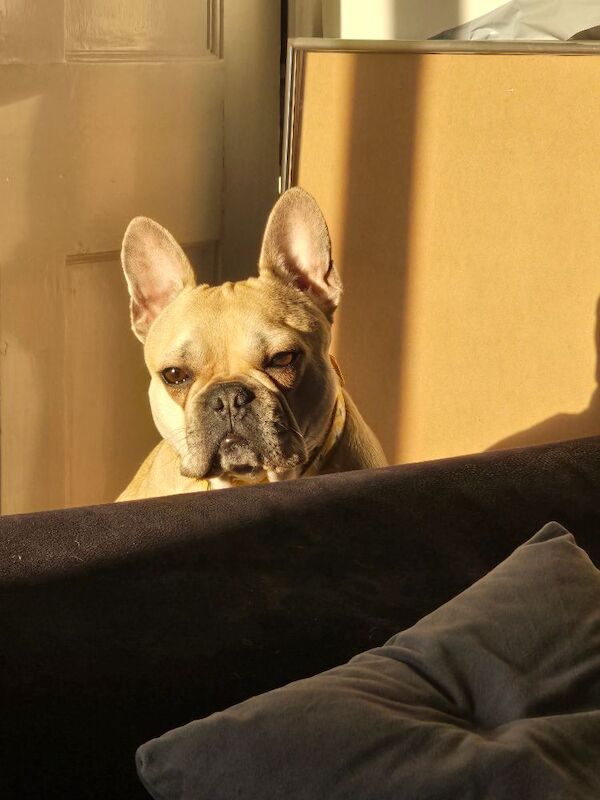 3 year old female KC registered french bulldog