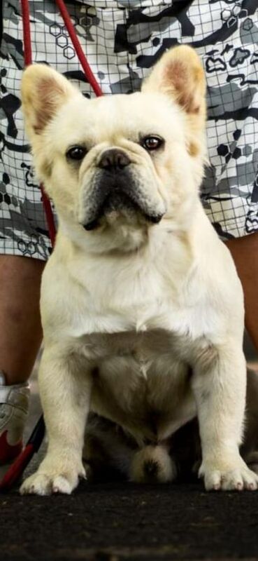 3 year old fluffy frencie male looking for loving home - Image 2 of 2