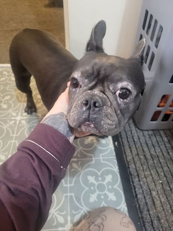 3 year old frechie