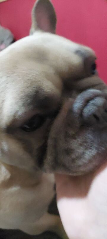 3 year old Lucky - Image 2 of 3