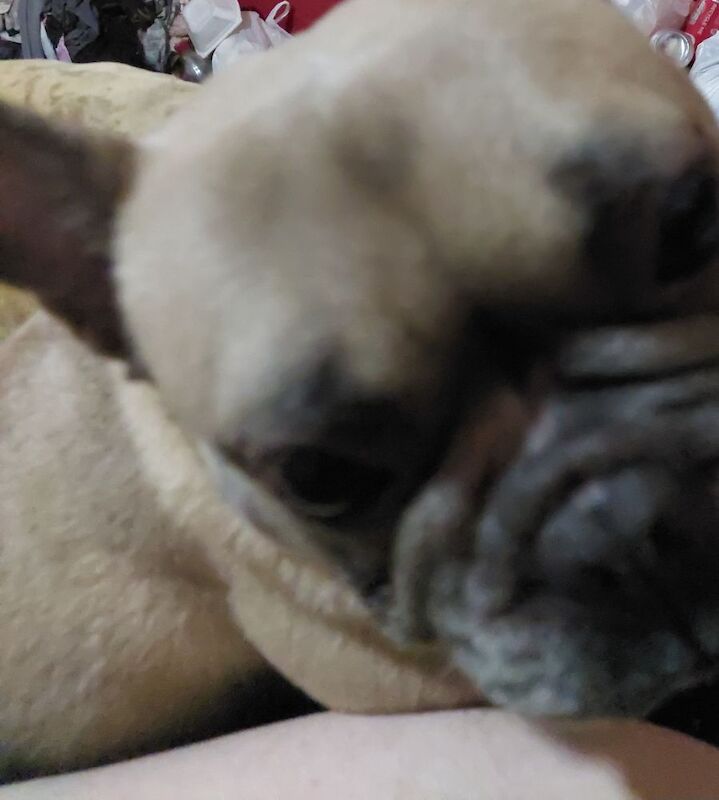 3 year old Lucky - Image 3 of 3