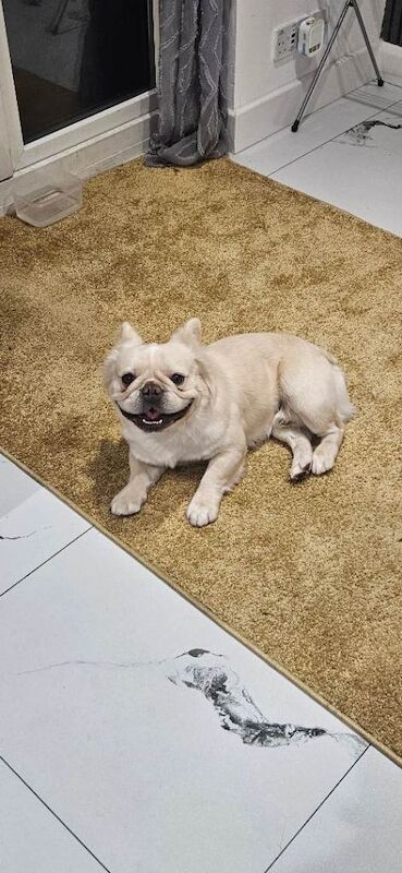 3 year old male fluffy frenchie needs loving home - Image 2 of 4