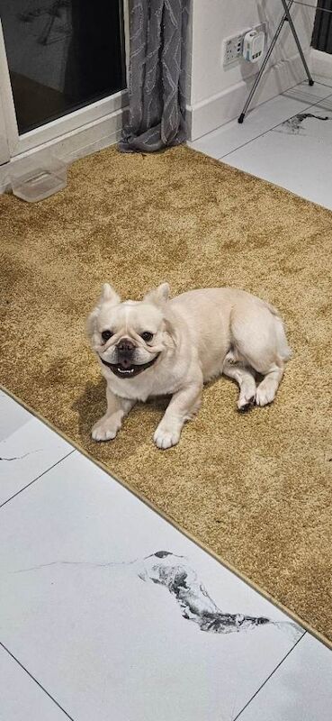 3 year old male fluffy frenchie needs loving home - Image 3 of 4