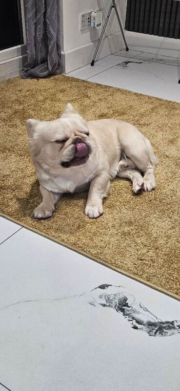 3 year old male fluffy frenchie needs loving home - Image 4 of 4