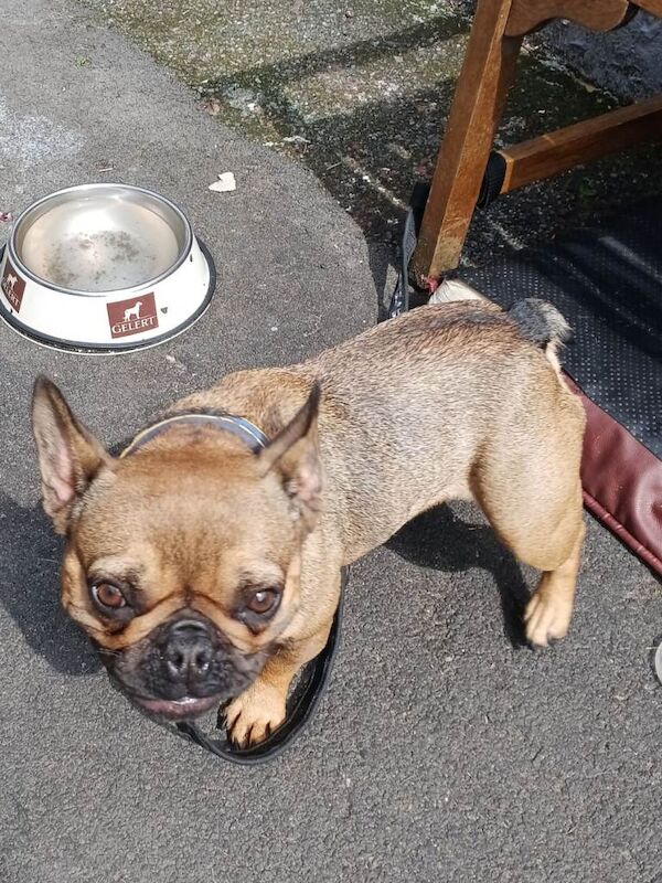 3 year old small female French bulldog - Image 2 of 3