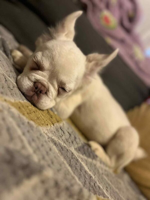 3month old fluffy frenchie girl - Image 2 of 5