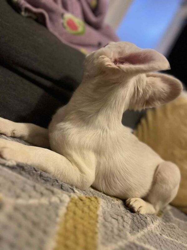 3month old fluffy frenchie girl - Image 3 of 5