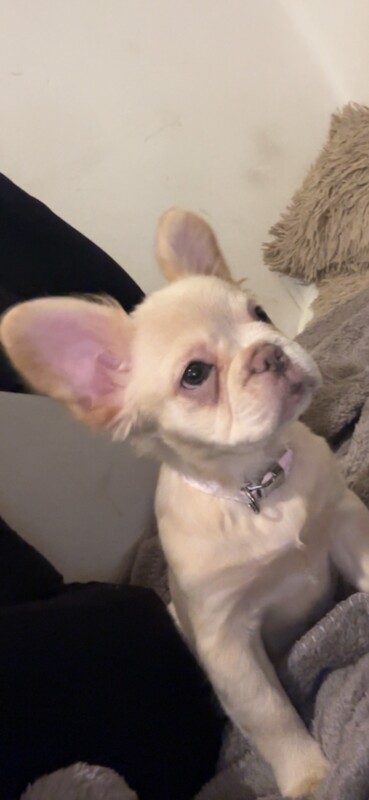 3month old fluffy frenchie girl - Image 4 of 5