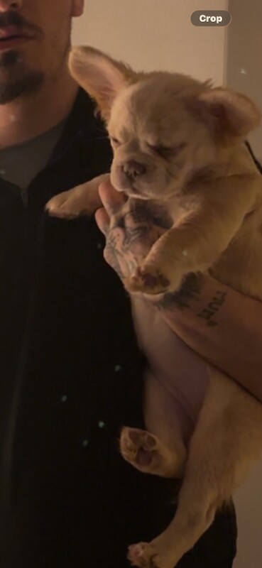 3month old fluffy frenchie girl - Image 5 of 5