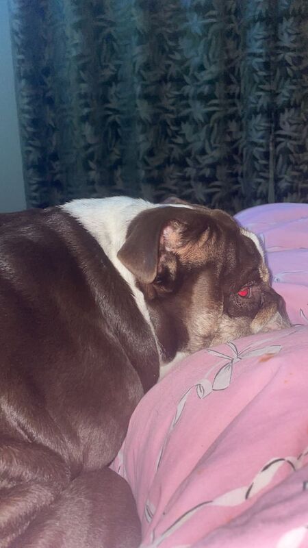 3x French bulldog also have a English bulldog (please read whole add) - Image 2 of 4