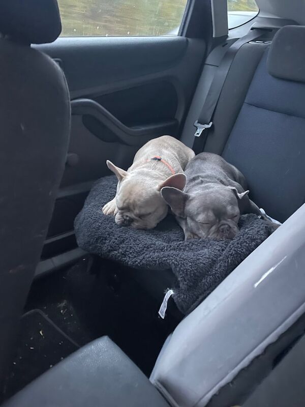 3x French bulldog also have a English bulldog (please read whole add) - Image 3 of 4