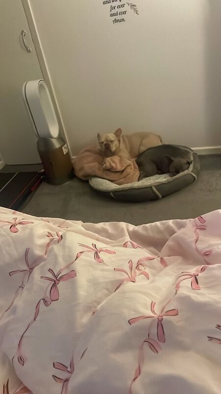 3x French bulldog also have a English bulldog (please read whole add) - Image 4 of 4