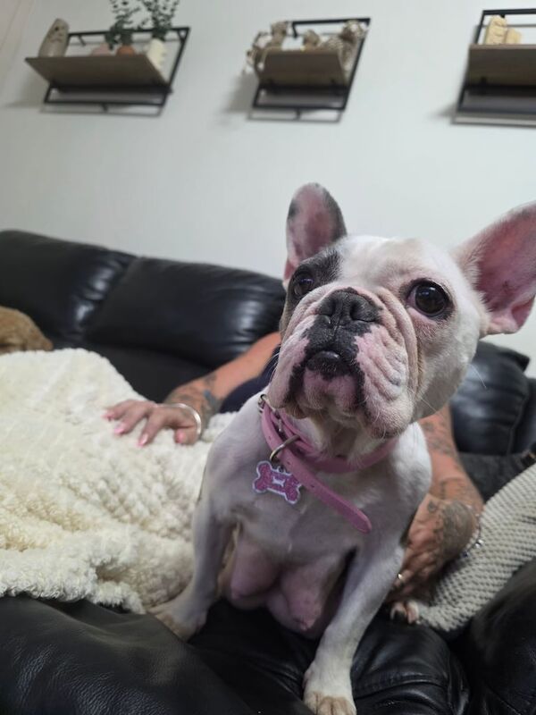 French Bulldog puppies for sale in Arnold, Nottinghamshire – 3 years old