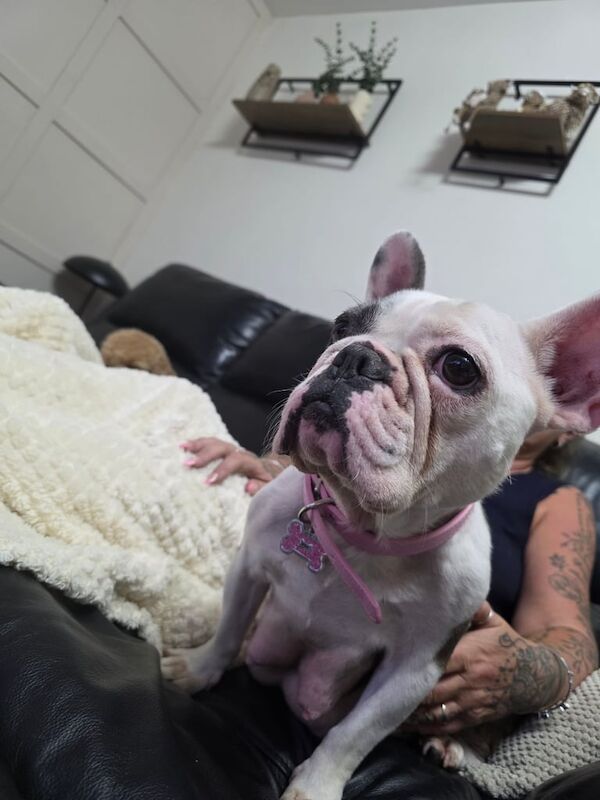 French Bulldog puppies for sale in Arnold, Nottinghamshire – 3 years old - Image 2 of 3