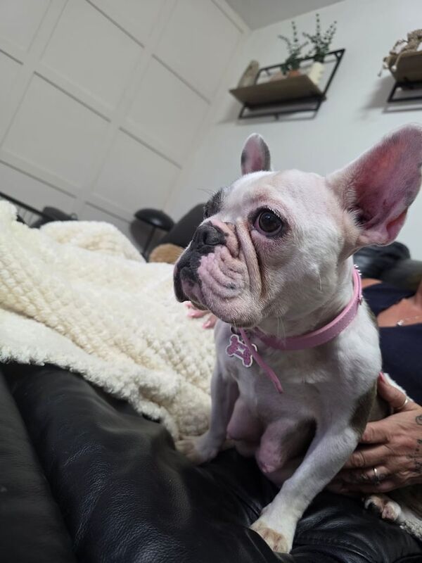 French Bulldog puppies for sale in Arnold, Nottinghamshire – 3 years old - Image 3 of 3