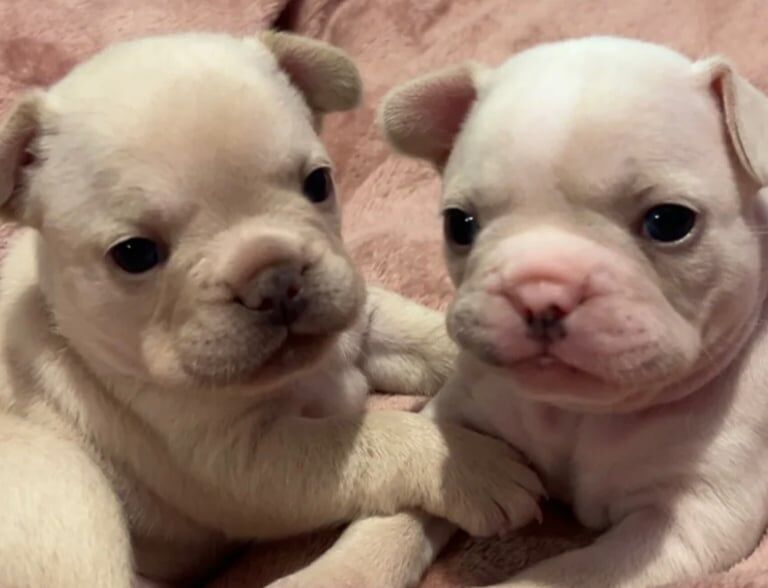 French Bulldog puppies for sale in Aspatria, Cumbria – 4 weeks old - Image 2 of 5