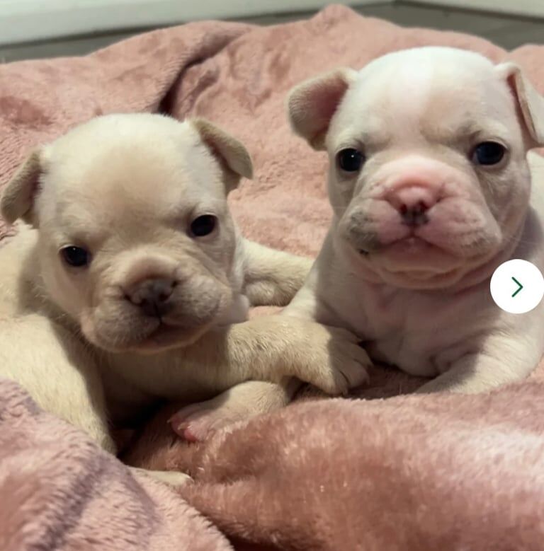 French Bulldog puppies for sale in Aspatria, Cumbria – 4 weeks old - Image 4 of 5