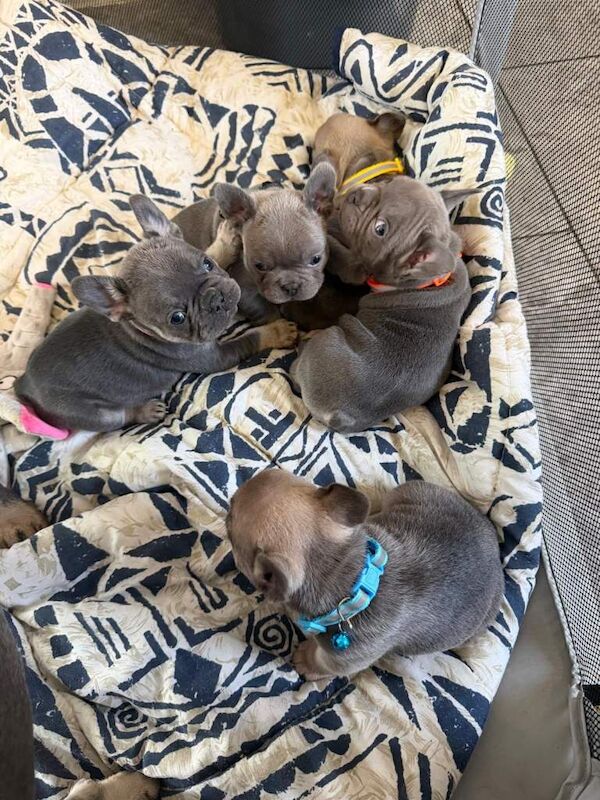 4 female french bulldog puppies looking for forever homes