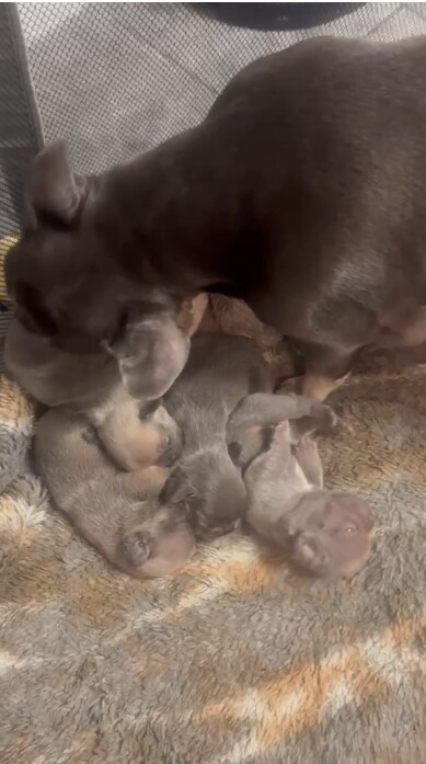 4 female french bulldog puppies looking for forever homes - Image 2 of 4