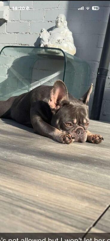 4 female french bulldog puppies looking for forever homes - Image 3 of 4