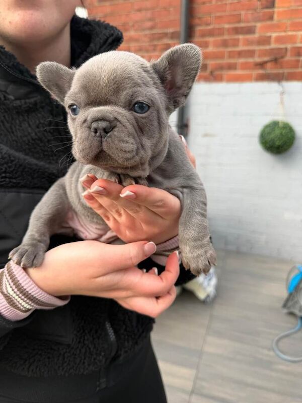 4 female french bulldog puppies looking for forever homes - Image 4 of 4