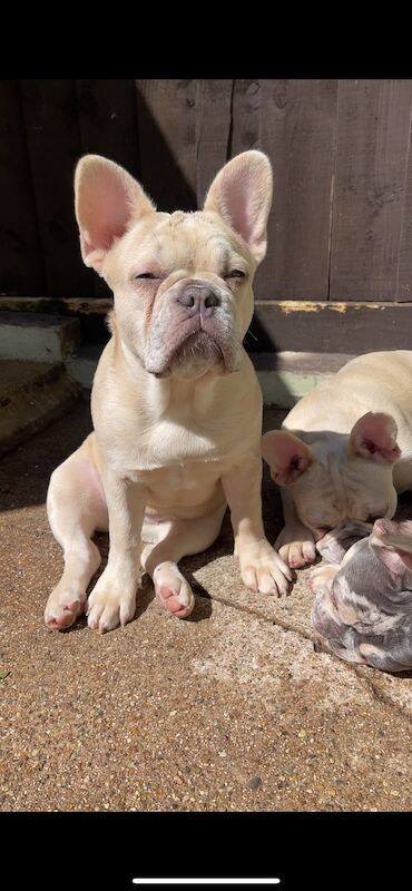 4 FLUFFY CARRYING FRENCH BULL DOGS FOR SALE! for sale in London | Image 2