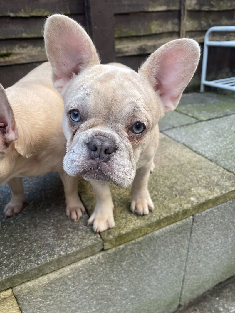4 FLUFFY CARRYING FRENCH BULL DOGS FOR SALE! for sale in London | Image 3