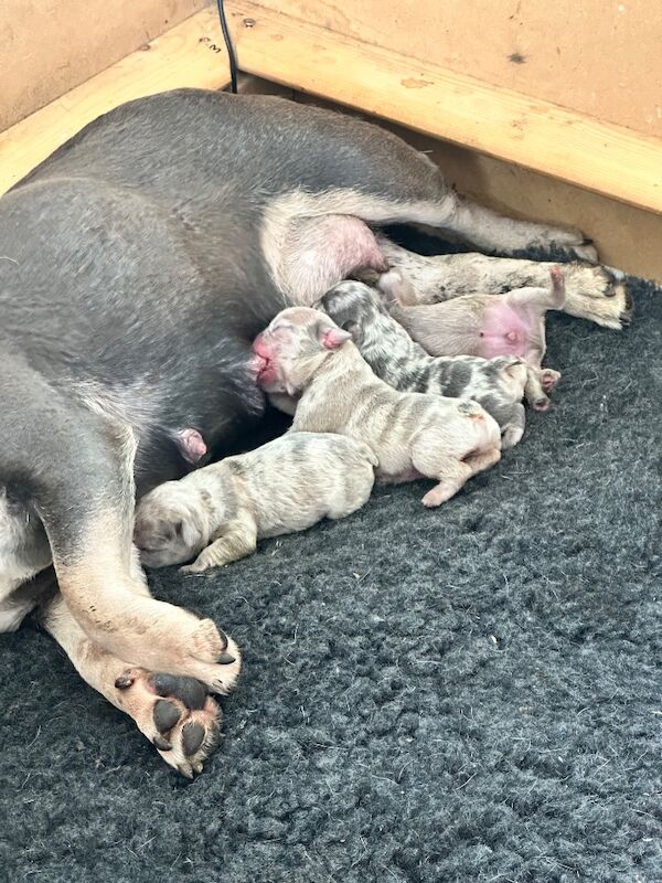4 French bulldogs