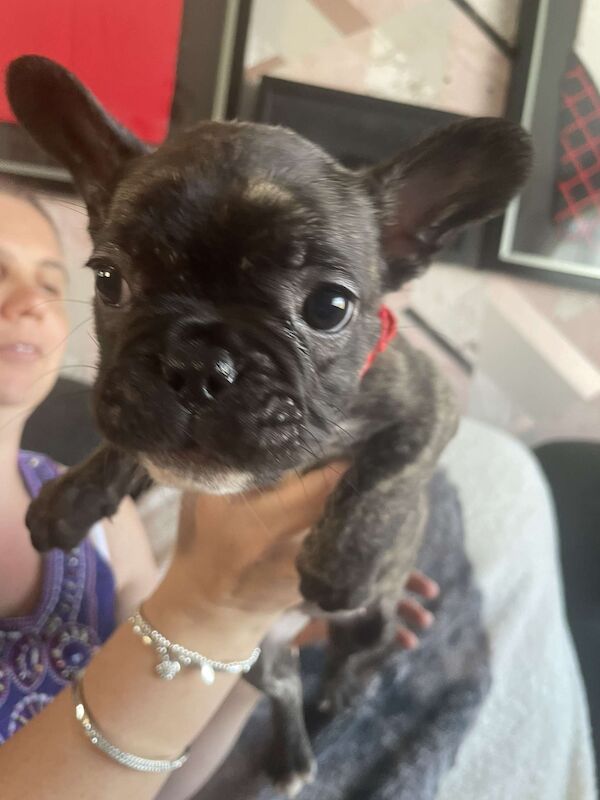 French Bulldog puppies for sale in Denton, Greater Manchester – 9 weeks old