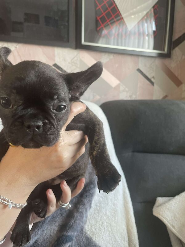 French Bulldog puppies for sale in Denton, Greater Manchester – 9 weeks old - Image 2 of 13
