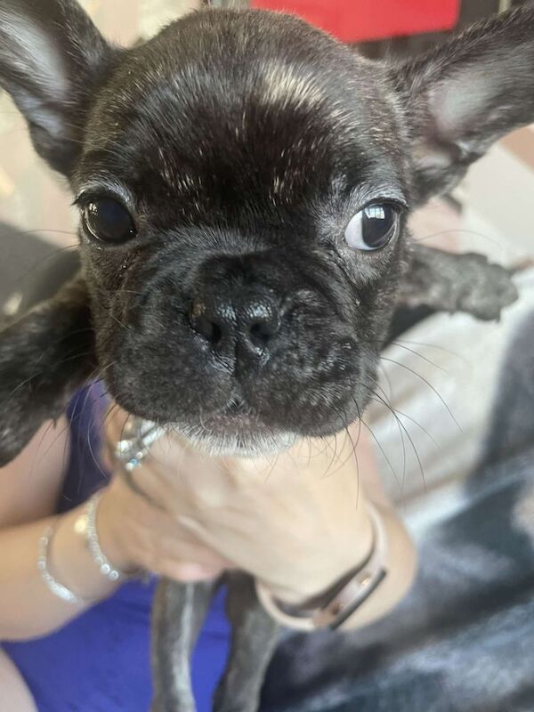 French Bulldog puppies for sale in Denton, Greater Manchester – 9 weeks old - Image 5 of 13