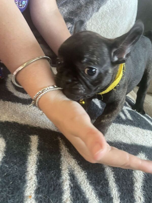 French Bulldog puppies for sale in Denton, Greater Manchester – 9 weeks old - Image 6 of 13