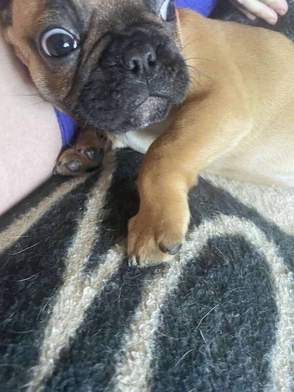 French Bulldog puppies for sale in Denton, Greater Manchester – 9 weeks old - Image 9 of 13